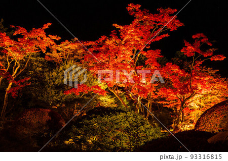 世界遺産「日光の社寺」構成資産　日光山輪王寺逍遥園　紅葉ライトアップ 93316815