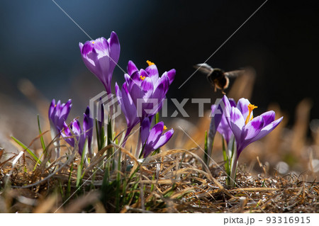 Bumblebee pollinating saffron on meadow in summertime Bumblebee pollinating saffron on meadow in summertime 93316915