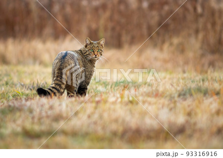 Shy european wildcat looking back over shoulder on a meadow in autumn Shy european wildcat looking back over shoulder on a meadow in autumn 93316916