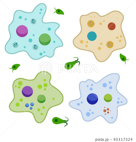 Amoeba cell. Small unicellular animal. Virus and bacteria. Education and science. 93317324