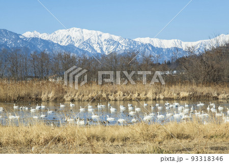 越冬地に飛来してきた白鳥	信州　安曇野 93318346