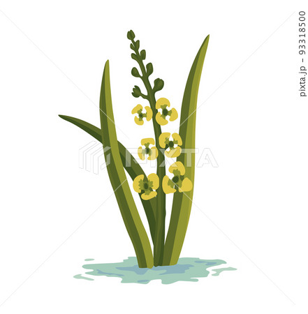 Marsh and wetland plant. Hand drawn botanical item. Swamp flora and fauna. Common plant grow in water, isolated illustration Marsh and wetland plant. Hand drawn botanical item. Swamp flora and fauna. Common plant grow in water, isolated illustration 93318500