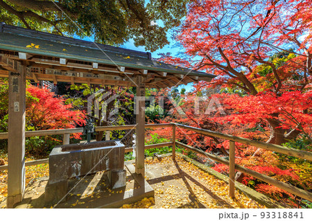 東京　世田谷区　秋の等々力渓谷　等々力不動尊の紅葉 93318841