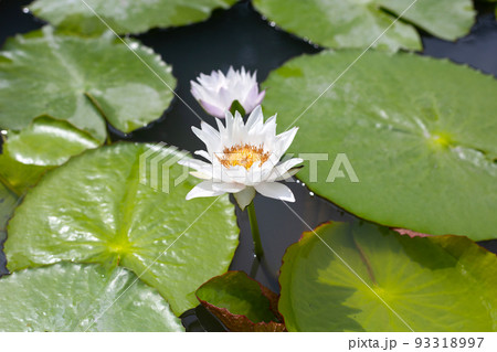 Beautiful blooming lotus flower with leaves, White water lily pond 93318997