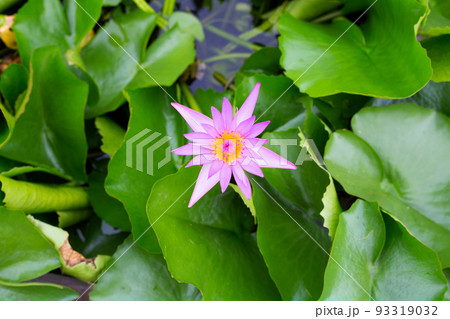 Beautiful blooming lotus flower with leaves, Waterlily pond Beautiful blooming lotus flower with leaves, Waterlily pond 93319032