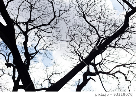 Dead branches tree silhouette with blue sky and cloud Dead branches tree silhouette with blue sky and cloud 93319076