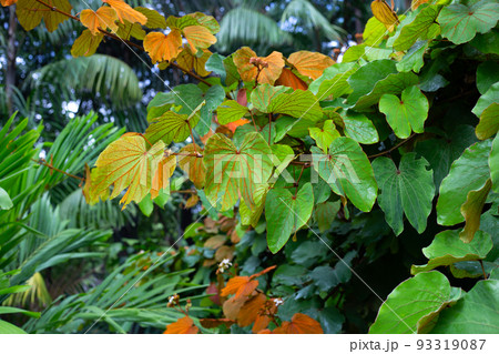 Bauhinia aureifolia or gold leaf bauhinia 93319087