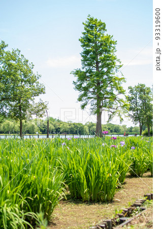 水元公園 花菖蒲園／東京都葛飾区 93319600