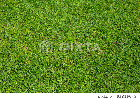 Fresh lawn grass. Beautiful green garden Fresh lawn grass. Beautiful green garden 93319645