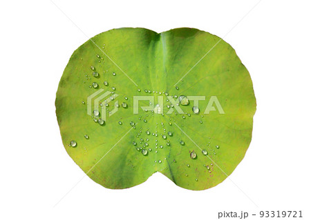 Green lotus leaves with raindrops Green lotus leaves with raindrops 93319721