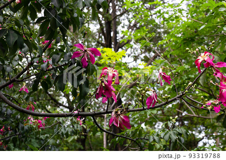 Blossom pink flower of silk floss tree chorisia 93319788