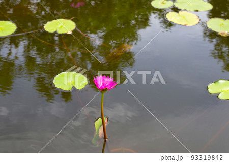 Nymphaea lotus flower with leaves, Beautiful blooming pink water lily Nymphaea lotus flower with leaves, Beautiful blooming pink water lily 93319842