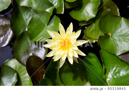 Nymphaea lotus flower with leaves, Beautiful blooming yellow water lily Nymphaea lotus flower with leaves, Beautiful blooming yellow water lily 93319843