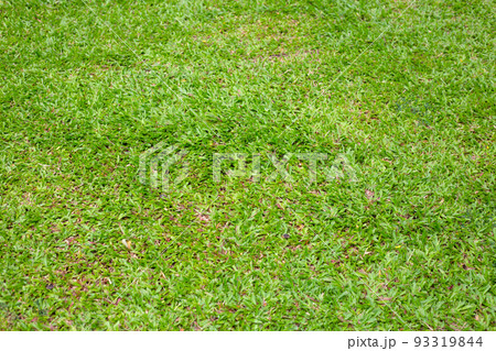 Fresh lawn grass. Beautiful green garden Fresh lawn grass. Beautiful green garden 93319844