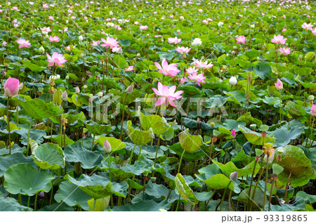 Beautiful blooming lotus flower with leaves, Water lily pond Beautiful blooming lotus flower with leaves, Water lily pond 93319865