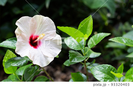 Blossom of hibiscus flower on tree Blossom of hibiscus flower on tree 93320403