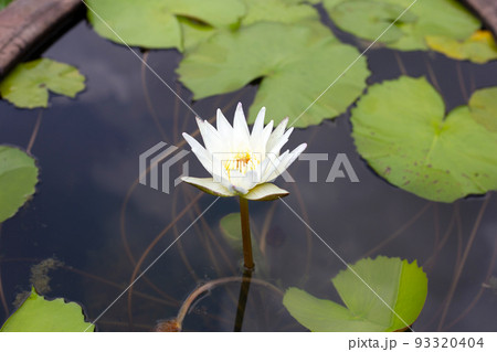Beautiful blooming lotus flower with leaves, White water lily pond 93320404