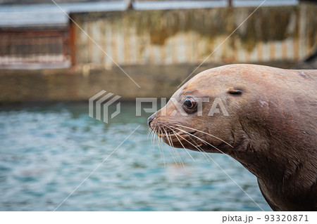水族館のトド 93320871