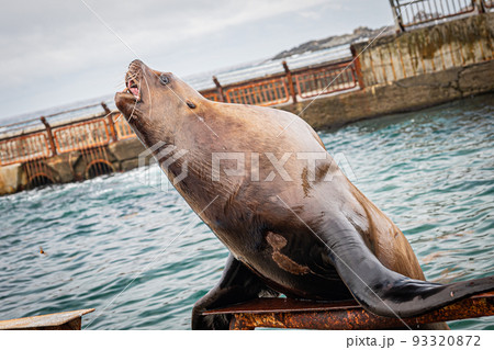 水族館のトド 水族館のトド 93320872
