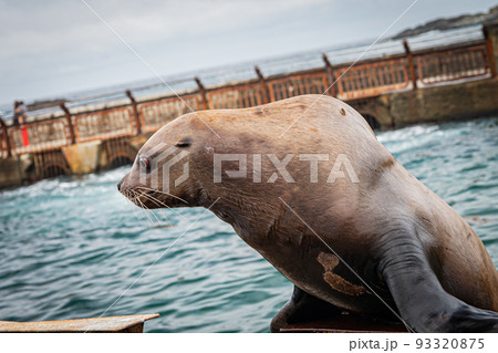 水族館のトド 93320875
