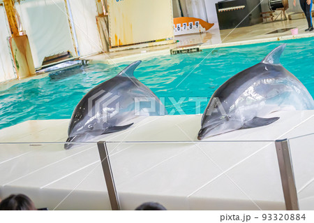 水族館のイルカ 93320884