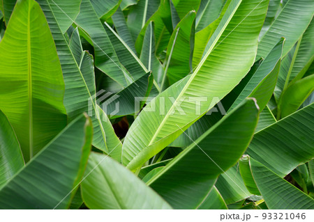 Green leaves of banana tree 93321046