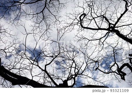 Dead branches tree silhouette with blue sky and cloud Dead branches tree silhouette with blue sky and cloud 93321109