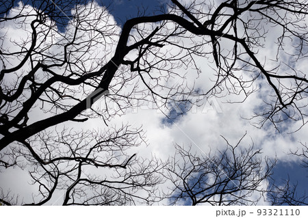 Dead branches tree silhouette with blue sky and cloud Dead branches tree silhouette with blue sky and cloud 93321110