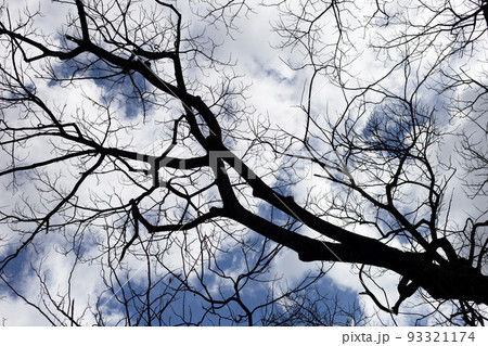 Dead branches tree silhouette with blue sky and cloud Dead branches tree silhouette with blue sky and cloud 93321174