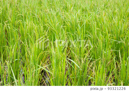 Rice plant in rice field. Rice plant in rice field. 93321226