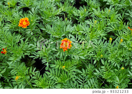 Yellow marigold flower in garden Yellow marigold flower in garden 93321233