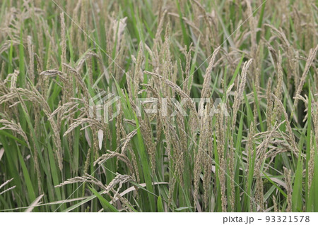 洪水の泥が付着した稲 洪水の泥が付着した稲 93321578