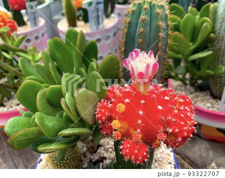 Blooming cactus Gymnocalycium (lat.- Gymnocalycium mihanovichii) Blooming cactus Gymnocalycium (lat.- Gymnocalycium mihanovichii) 93322707