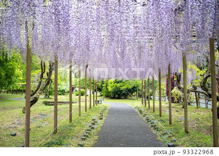 熊本県鹿央古代の森公園の藤棚 熊本県鹿央古代の森公園の藤棚 93322968