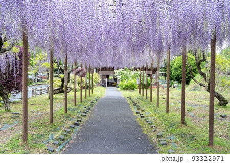 熊本県鹿央古代の森公園の藤棚 熊本県鹿央古代の森公園の藤棚 93322971