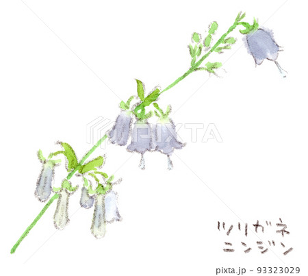夏〜秋の花：ツリガネニンジン（釣鐘人参）の水彩画イラスト 93323029