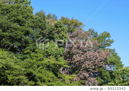 ナラ枯れで枯れてしまった樹木と被害を受けていない青々とした樹木 93323342