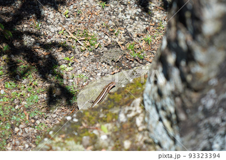 庭に現れたカナヘビ　トカゲ 93323394