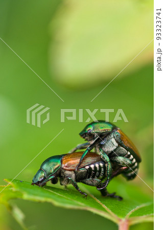 恋の季節のかわいいカナブンのカップル 93323741