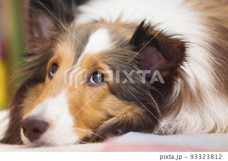 床に寝ながら周りを気にする犬 シェルティー 床に寝ながら周りを気にする犬 シェルティー 93323812