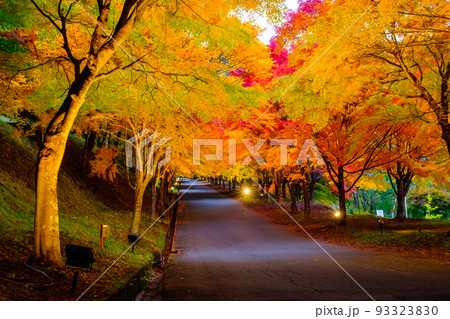 箕輪町・もみじ湖の紅葉(ライトアップ) 箕輪町・もみじ湖の紅葉(ライトアップ) 93323830