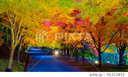 箕輪町・もみじ湖の紅葉（ライトアップ） 93323852