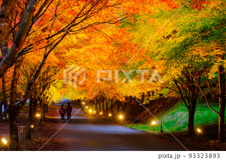 箕輪町・もみじ湖の紅葉(ライトアップ) 箕輪町・もみじ湖の紅葉(ライトアップ) 93323893