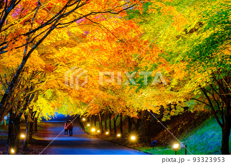 箕輪町・もみじ湖の紅葉(ライトアップ) 箕輪町・もみじ湖の紅葉(ライトアップ) 93323953