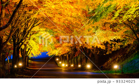 箕輪町・もみじ湖の紅葉(ライトアップ) 箕輪町・もみじ湖の紅葉(ライトアップ) 93324025