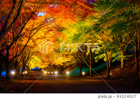 箕輪町・もみじ湖の紅葉(ライトアップ) 箕輪町・もみじ湖の紅葉(ライトアップ) 93324027