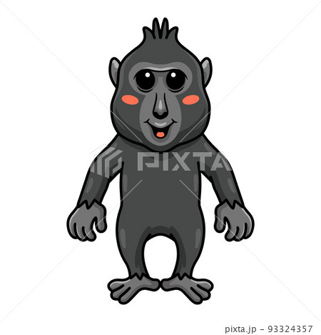 Cute little crested black macaque cartoon Cute little crested black macaque cartoon 93324357