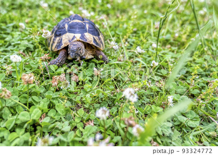 散歩をする東ヘルマンリクガメ 93324772
