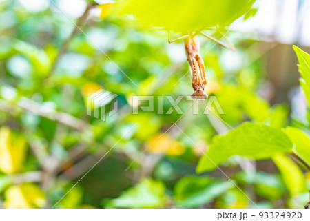 都会の木で休む茶色のオオカマキリ 逆さまに覗き込む 都会の木で休む茶色のオオカマキリ 逆さまに覗き込む 93324920