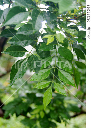 雨のしずくが残っているシマトネリコ  93325243